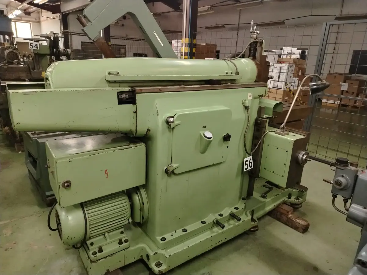 Glodalica Rendisaljka Heidenham • 1