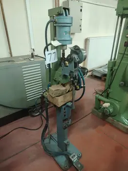 Glodalica Presa Niterica Constantin • slika 3