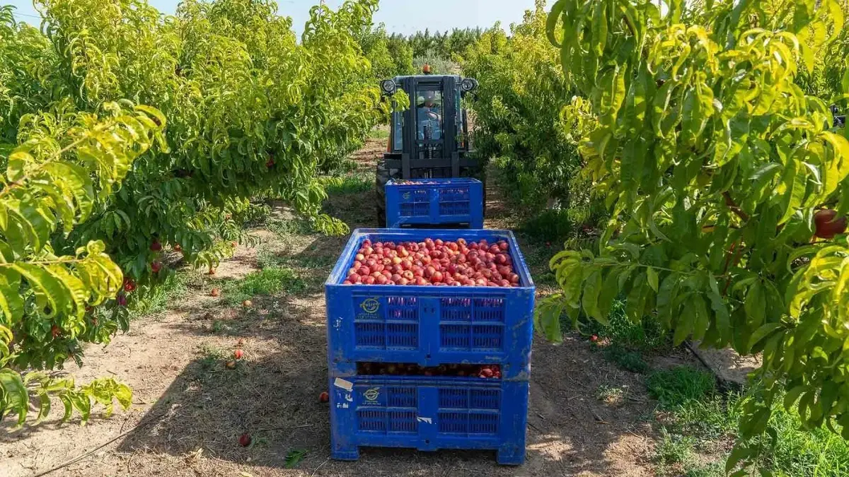 Dizel viljuškar Ausa C251H terenski viljuškar, godište 2021 • 8